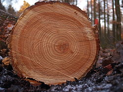 250pxTreerings_2514.jpg