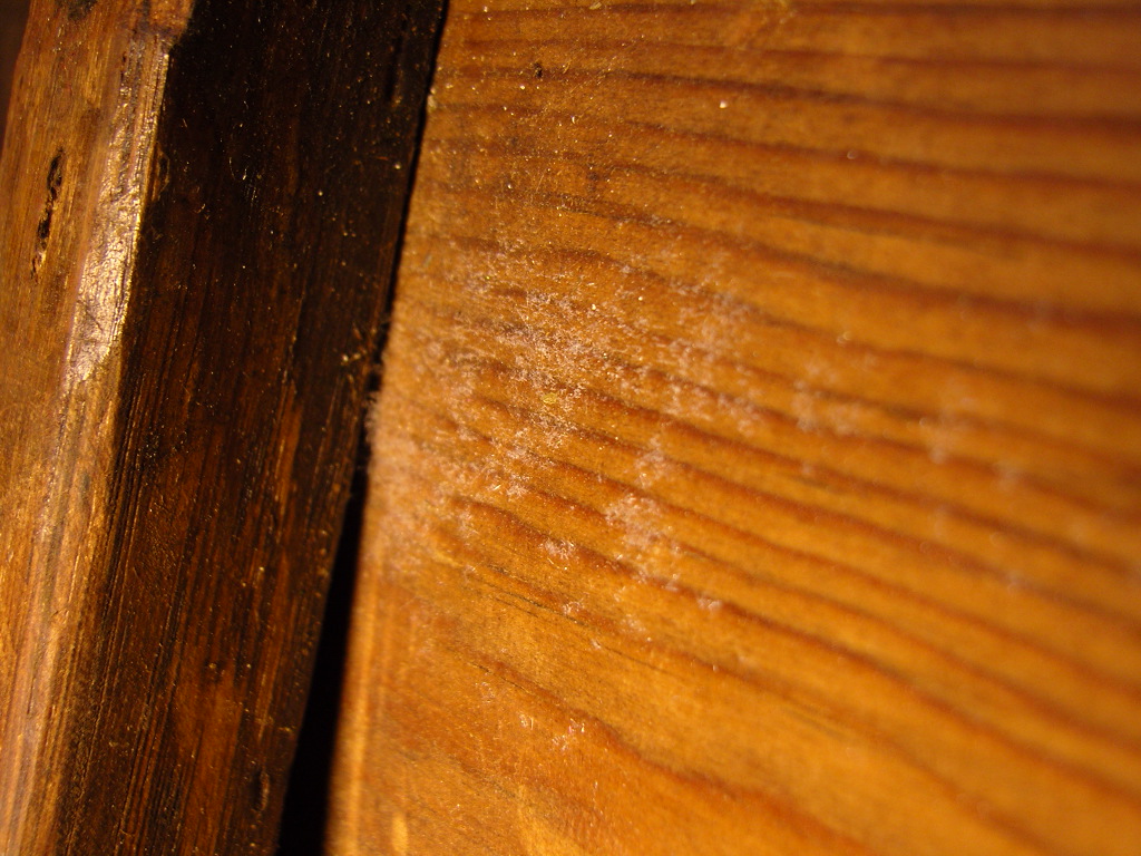 SNC13111_3196.jpg