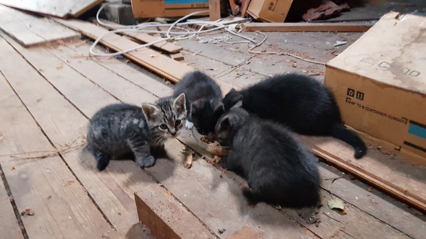 Die 4 Kleinen am Futternapf.