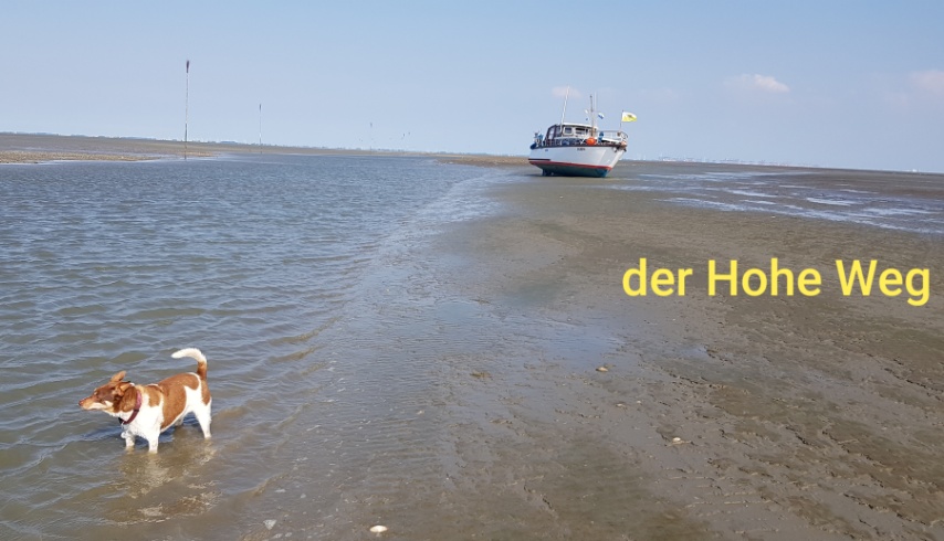 Ja . Am Schönsten ist es im Wattenmeer , für den Bordhund auch .